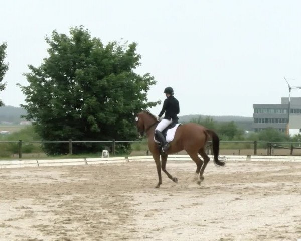 Reitturnier Biberach/Riß 2021