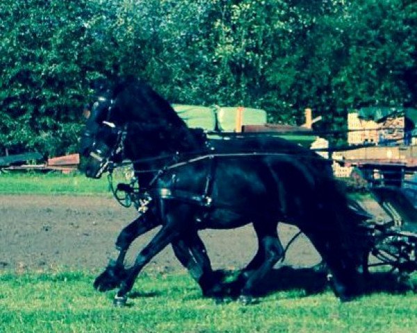 Pferd Don't Forget About Me (Deutsches Reitpony, 2011, von Don Diabolo NRW)