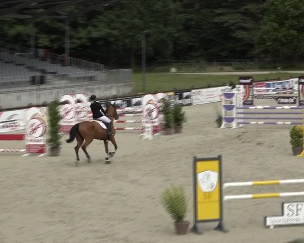 Reitturnier Westergellersen 2021