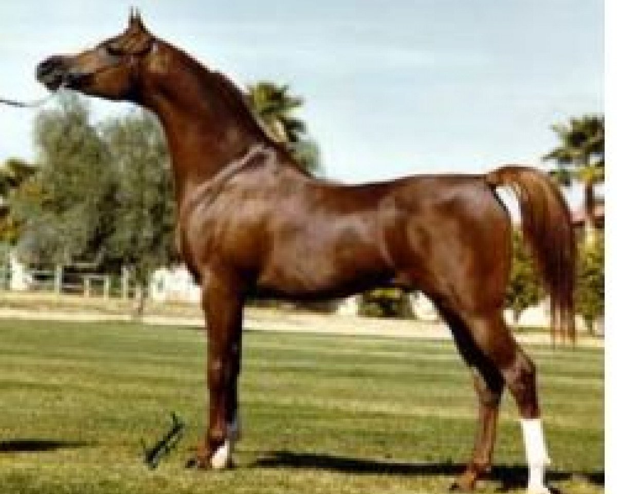 stallion Padron 1977 ox (Arabian purebred, 1977, from Patron 1966 ox)