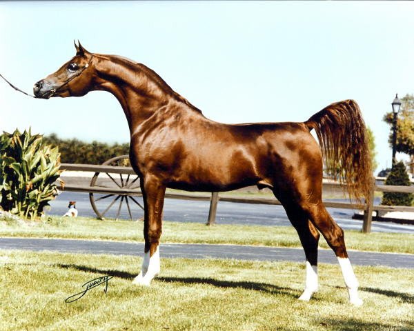 stallion Padrons Psyche 1988 ox (Arabian purebred, 1988, from Padron 1977 ox) stallion Padrons Psyche 1988 ox (Arabian purebred, 1988, from Padron 1977 ox)