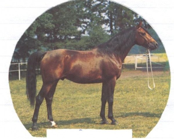 Deckhengst Tamerlan 1967 ox (Vollblutaraber, 1967, von Arax 1952 ox) Deckhengst Tamerlan 1967 ox (Vollblutaraber, 1967, von Arax 1952 ox)