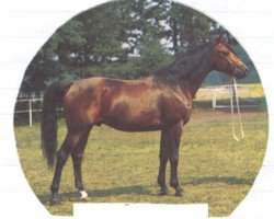 stallion Tamerlan 1967 ox (Arabian purebred, 1967, from Arax 1952 ox)