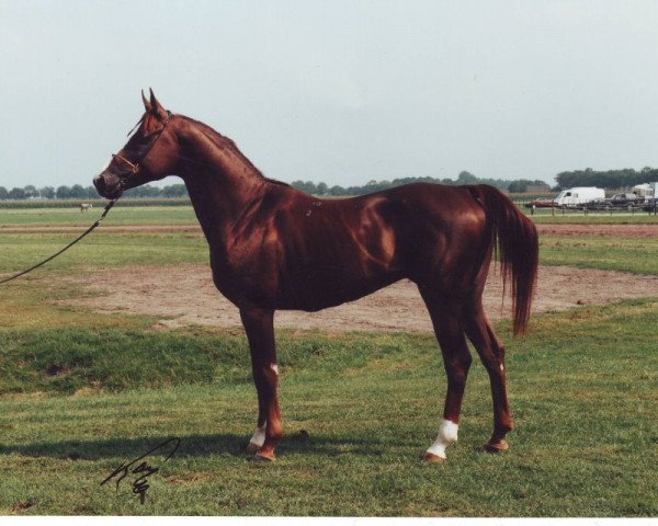 stallion Savoi 1992 ox (Arabian purebred, 1992, from Aspect 1981 ox) stallion Savoi 1992 ox (Arabian purebred, 1992, from Aspect 1981 ox)