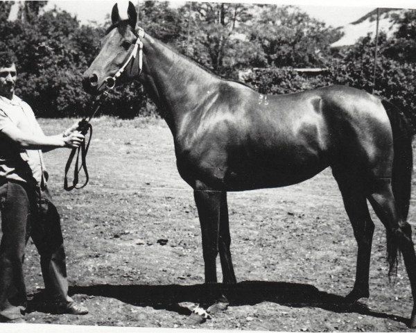 broodmare Siren 1975 ox (Arabian purebred, 1975, from Nazeeh EAO)