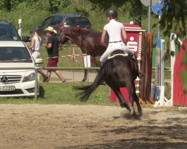 Springturnier und Reiterfest Königsbach 2021