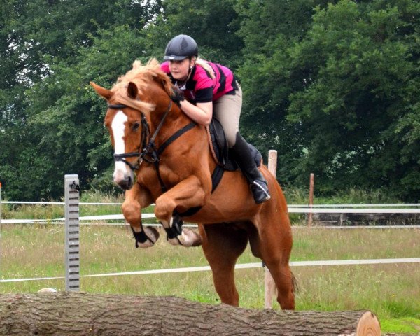 jumper Clemens 48 (Oldenburg, 2006, from Cannavaro)