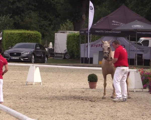 51. Westfälische Eliteschau - Reitpony- und Kleinpferdestuten