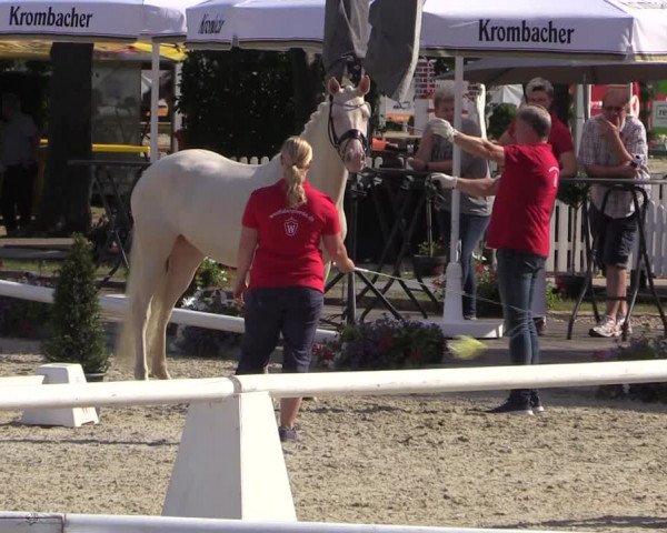 52. Westfälische Eliteschau - Reitponystuten