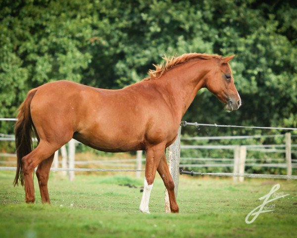 Zuchtstute Moonlight 359 (Deutsches Reitpony, 2003, von Dakar)