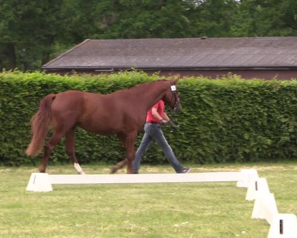 Stutenleistungsprüfung Münster- Handorf