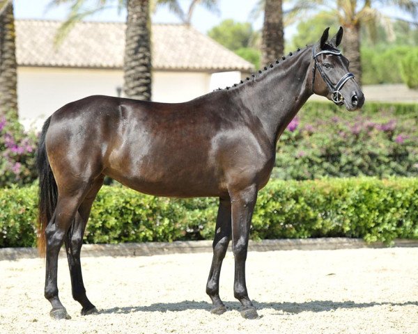 dressage horse Dark Rose de Fangar (Hanoverian, 2010, from Dancier)