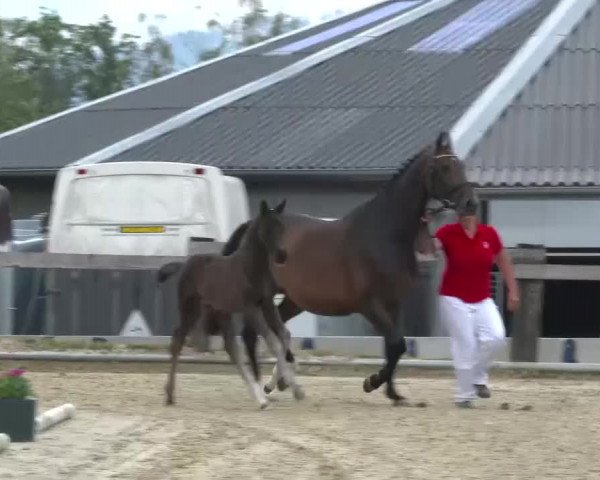 Stuten- und Fohlenschau Drolshagen