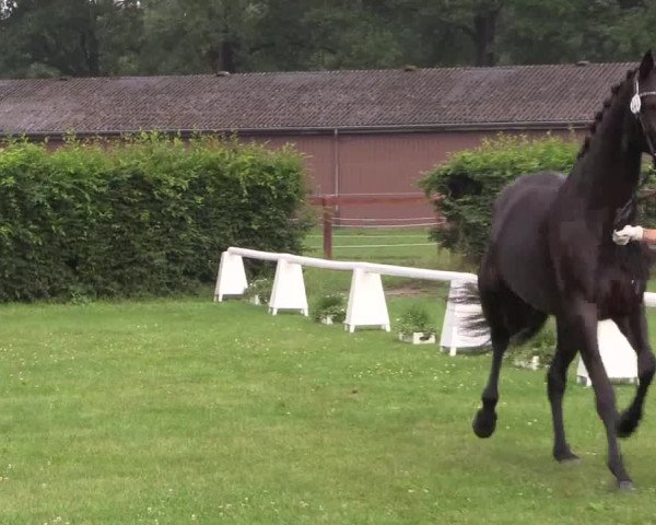 Stutenleistungsprüfung Münster- Handorf