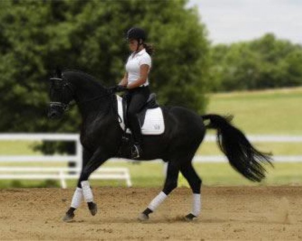 stallion Happy Hour (Trakehner, 1995, from Induc) stallion Happy Hour (Trakehner, 1995, from Induc)