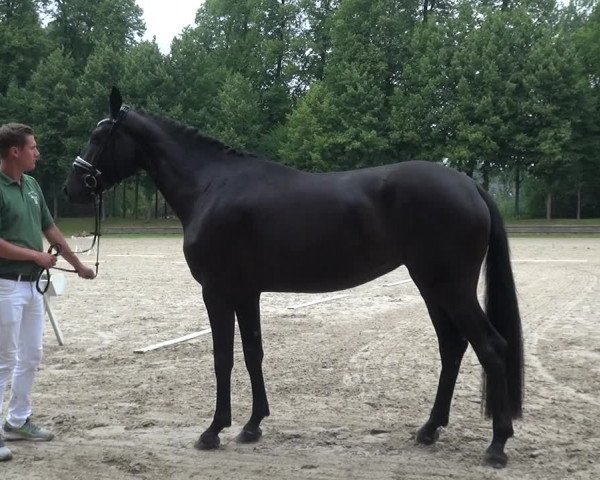 Zentrale Stuteneintragung Reitpferd mit Prämienvergabe
