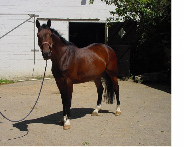 broodmare Lady Jane (Westphalian, 1997, from Lamoureux I)