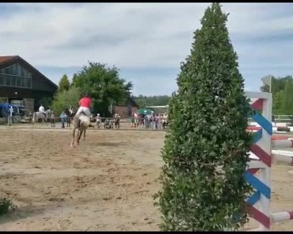 Video von Bon Bini B