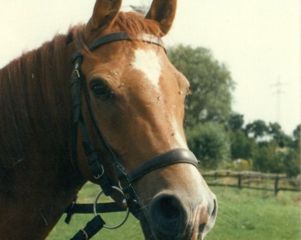 broodmare Dschidda (German Riding Pony, 1978, from Dschinn ox)