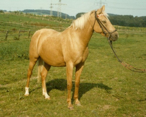 broodmare Habanna (German Riding Pony, 1972, from Hajil)