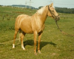 broodmare Habanna (German Riding Pony, 1972, from Hajil)