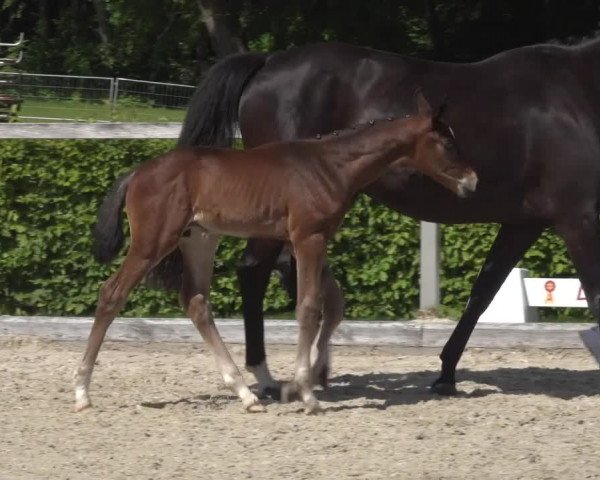 Video of Fabiano
