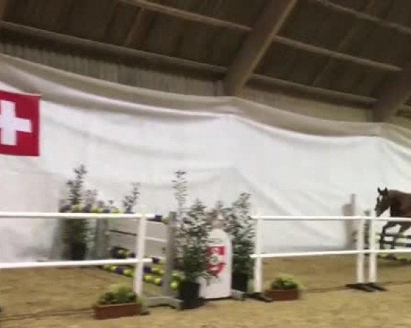 Video von Contesse As.fl. CH