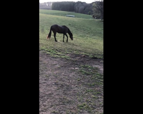 Video von Flicka