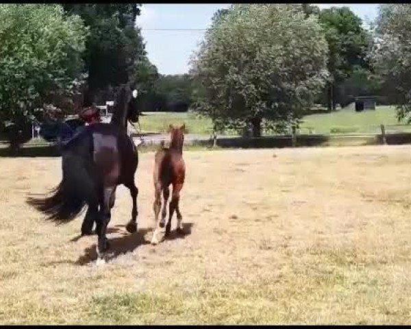 Video von Calysta 3