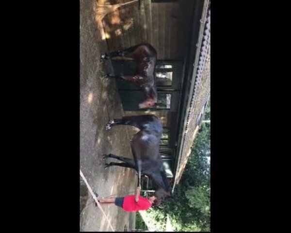 Video von Quinn P