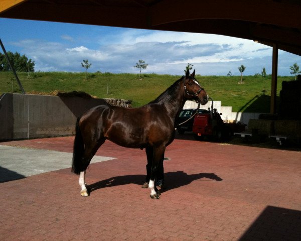 broodmare Raskana 4 (Hessian Warmblood, 1998, from Ravallo 115 FIN)
