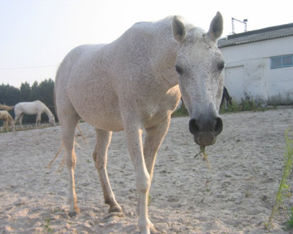 broodmare Mimika 1978 ox (Arabian purebred, 1978, from Muscat 1971 ox)