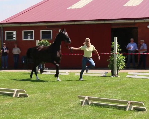 Video of Dioline