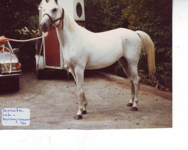 broodmare Moneta 1969 ox (Arabian purebred, 1969, from Lak 1960 ox)