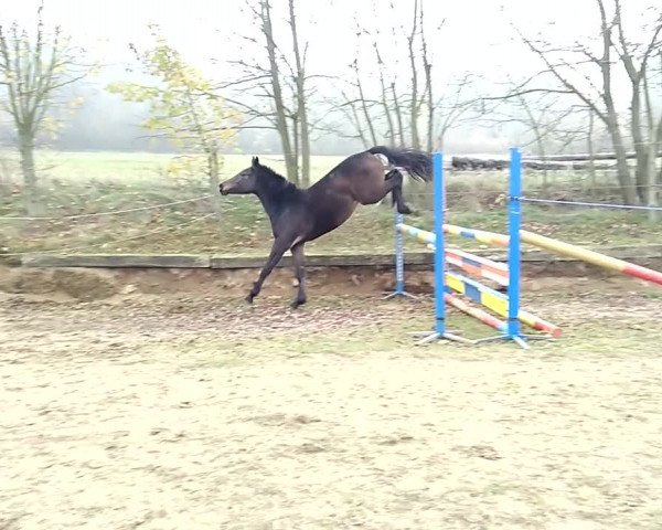 Video of Electra SL