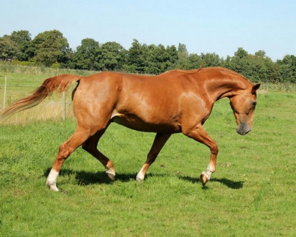 Pferd Fundus 24 (Westfale, 1990, von Florestan I) Pferd Fundus 24 (Westfale, 1990, von Florestan I)