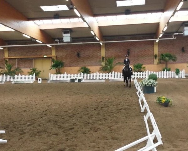 Video of Flying Horst