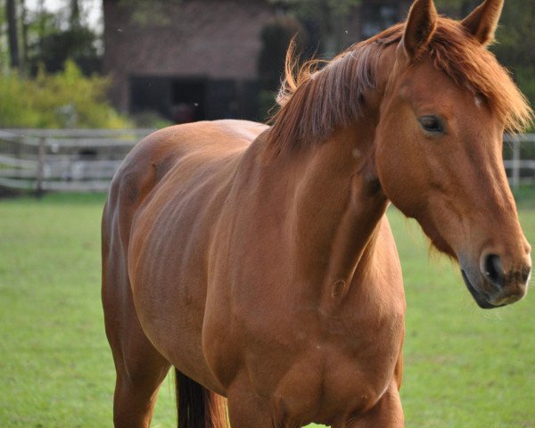 horse Lilli Marleen (Hanoverian, 2009, from Labiat)