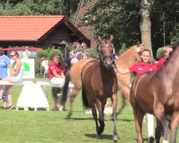 48. Westfälische Eliteschau, 02.08.2015, Reitpony- und Kleinpferdestuten,
Ring 3 Reitponystuten
Ehrenrunde
