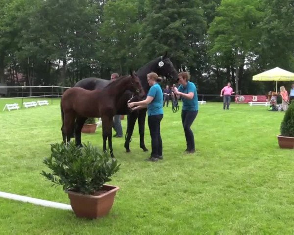 Stuten- und Fohlenschau Delbrück am 26.06.2015, 1. Ring Warmblutfohlen