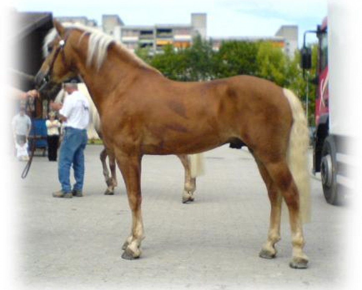 Deckhengst Steinberg (Haflinger, 1996, von 1517 Strato)