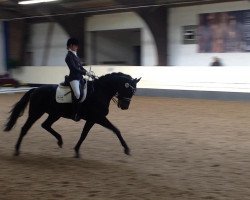 Dressurpferd Zingaro B (KWPN (Niederländisches Warmblut), 2004, von Florencio I)