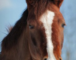 horse Grace 361 (German Riding Pony, 2006)