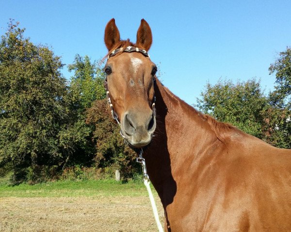 horse Ferrano 5 (Westphalian, 1993, from Fortissimo) horse Ferrano 5 (Westphalian, 1993, from Fortissimo)
