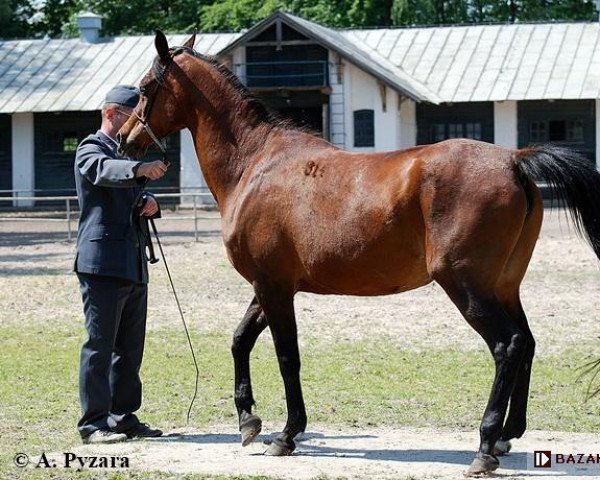 broodmare Alameda (Arabian purebred, 2000, from Wachlarz ox)