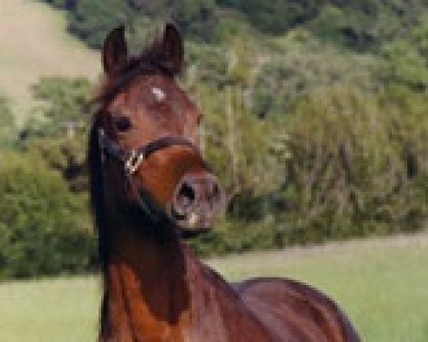 broodmare Mistral Bey ox (Arabian purebred, 1985, from Bey Shah ox)