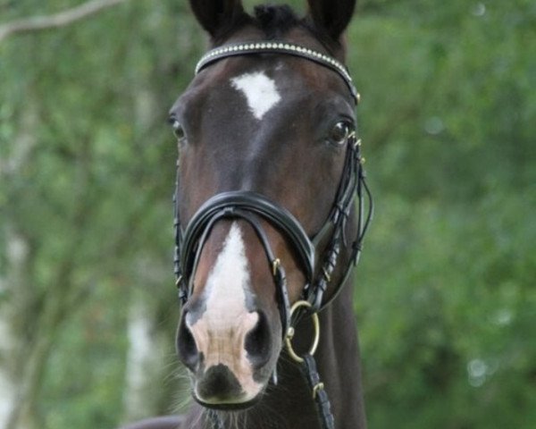 Pferd Caprivi 11 (Oldenburger, 1997, von Canaster I)