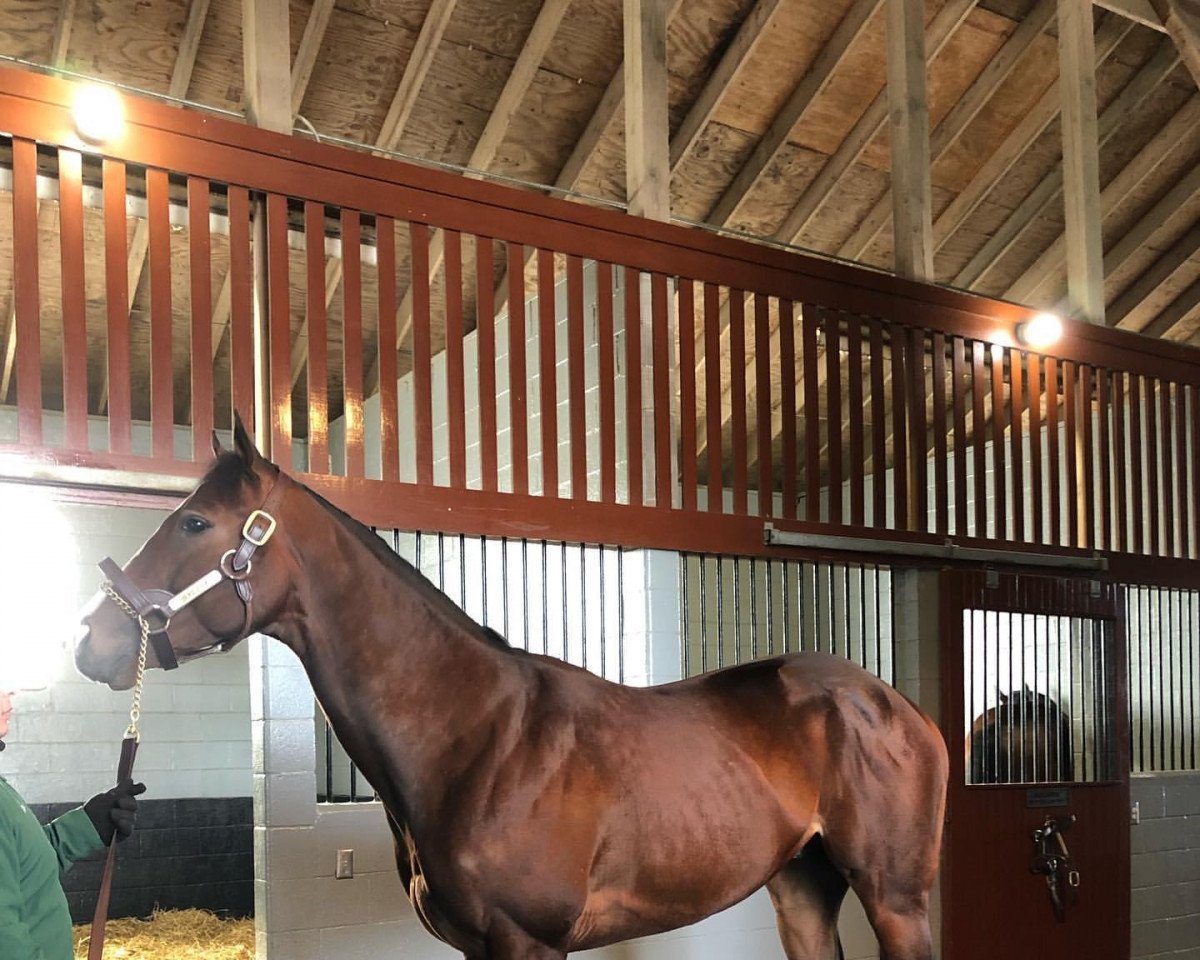 stallion Beau Liam xx (Thoroughbred, 2018, from Liams Map xx)