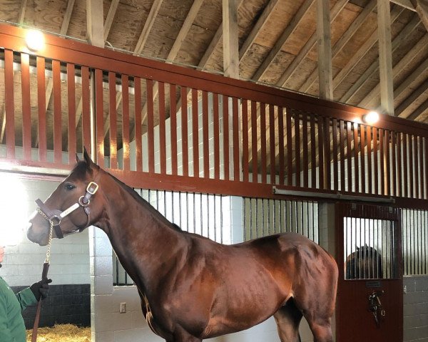 stallion Beau Liam xx (Thoroughbred, 2018, from Liams Map xx)