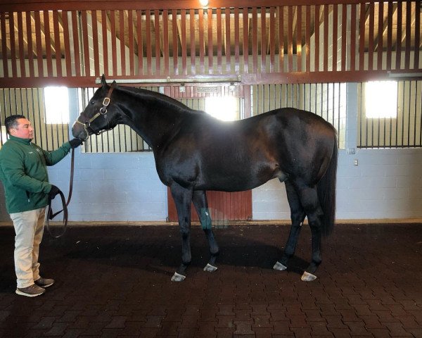 stallion Upstart xx (Thoroughbred, 2012, from Flatter xx)